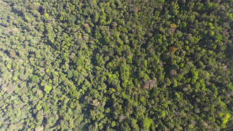 High-altitude-vertical-drone-shot-Amazonian-rain-forest-French-Guiana